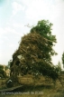 Muellbaum an den Elbwiesen