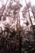 Eukalyptuswald bei Santo da Serra